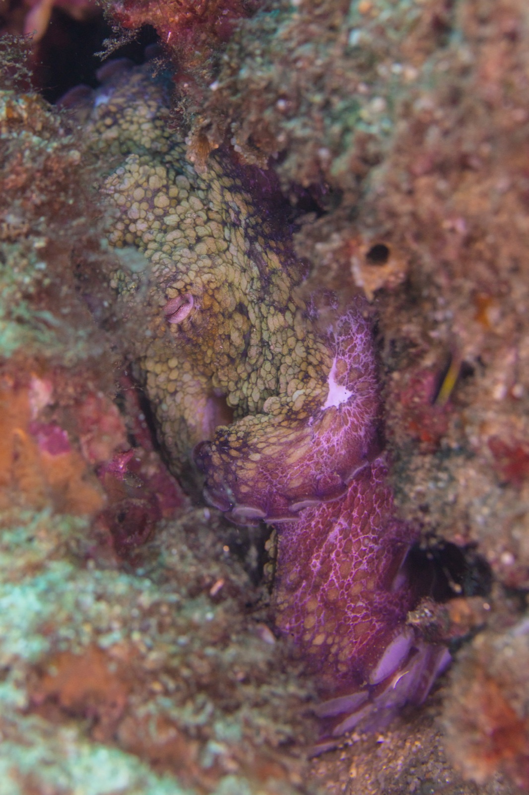 Photo of Hubbs' octopus (Octopus hubbsorum)