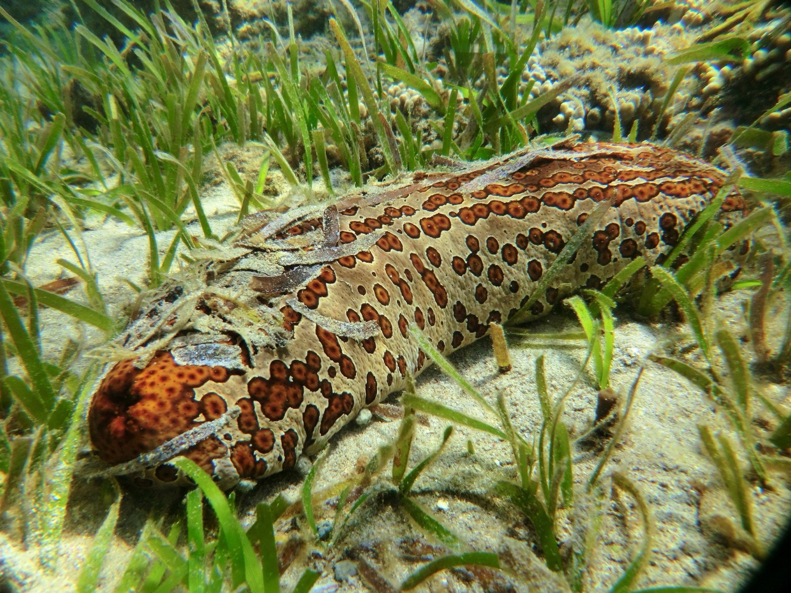 Photo of Leopard sea cucumber (Bohadschia argus)