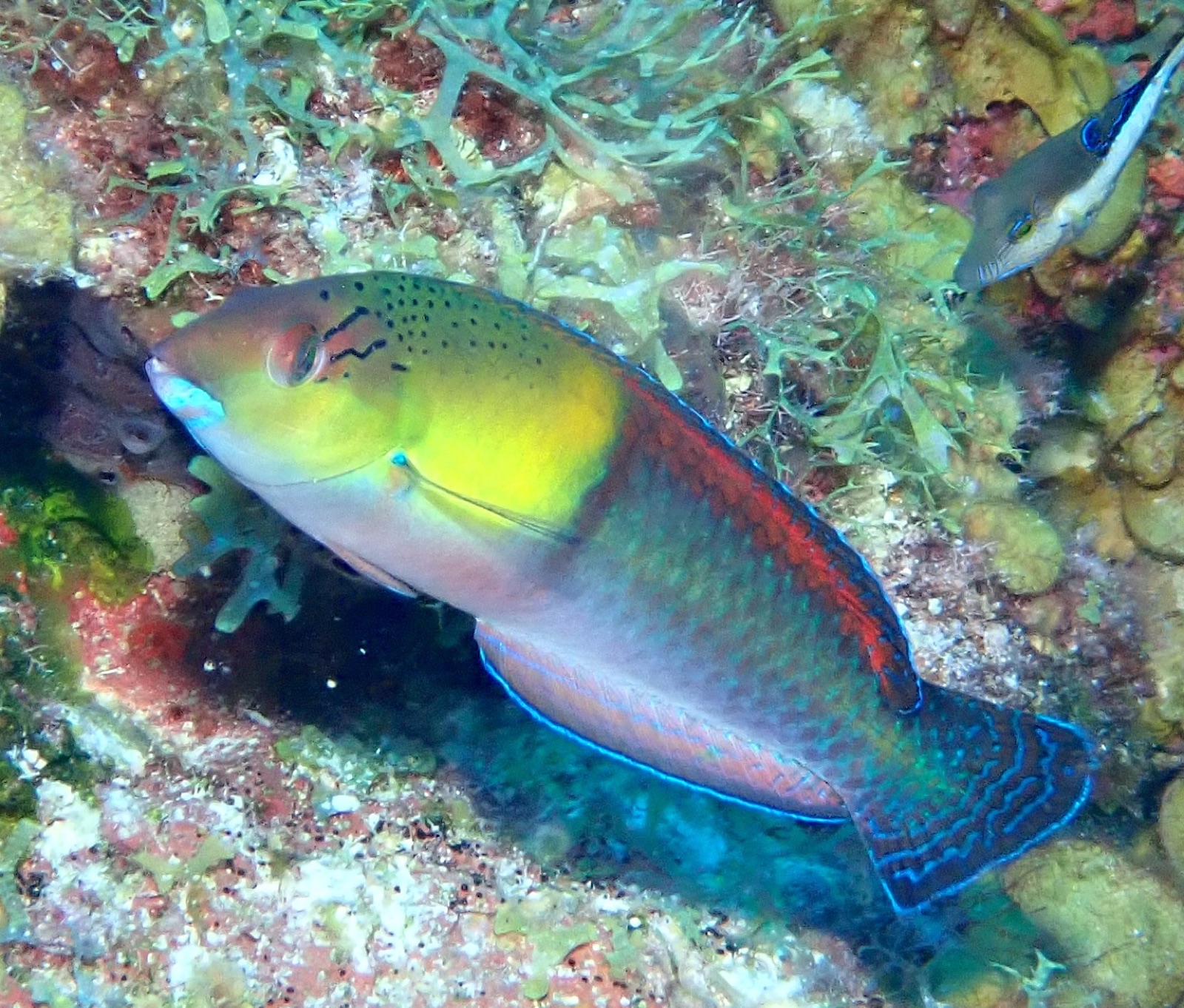 Photo of Yellowhead wrasse (Halichoeres garnoti)