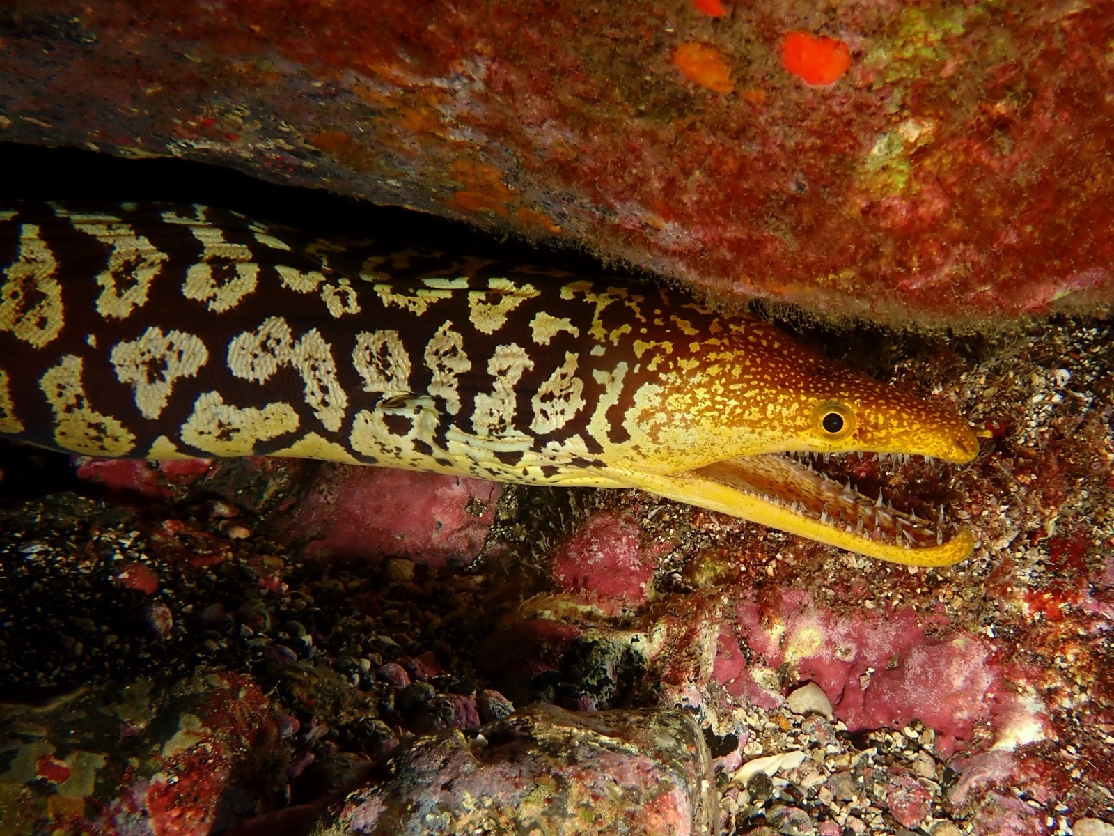Photo of Fangtooth moray (Enchelycore anatina)
