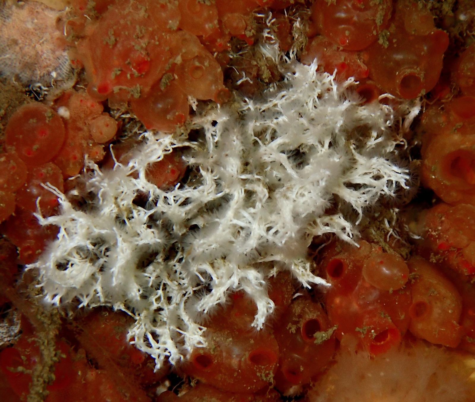 Photo of Cluster tubeworm (Salmacina dysteri)