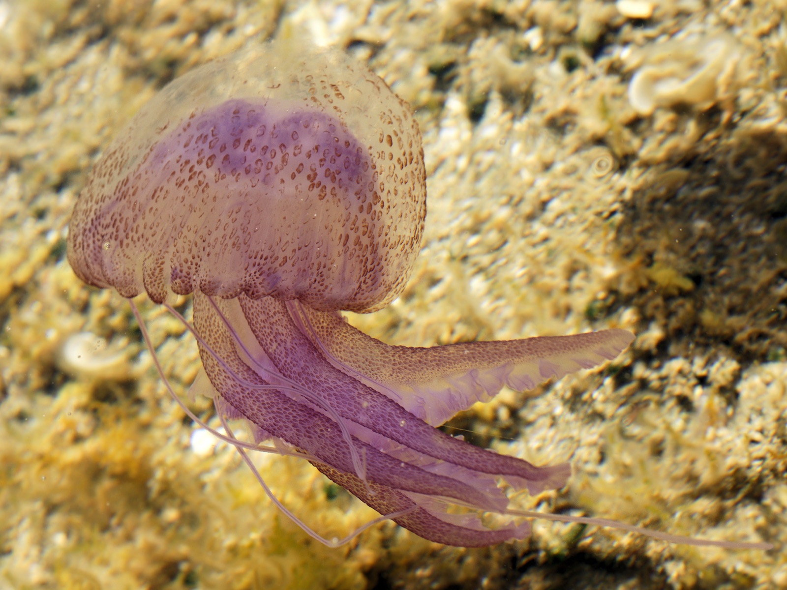 Photo of Mauve stinger (Pelagia noctiluca)