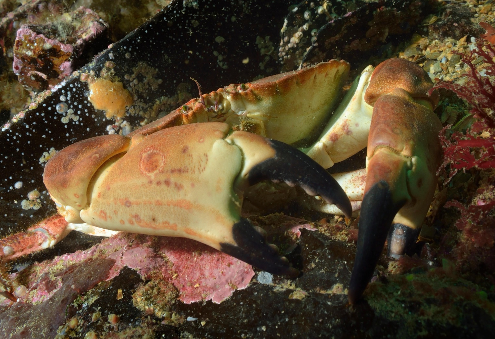 Photo of European edible crab (Cancer pagurus)