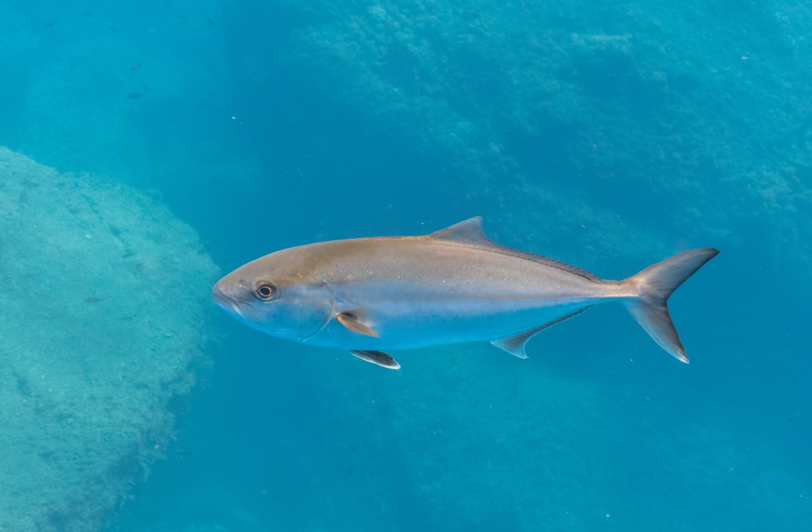 Photo of Greater amberjack (Seriola dumerili)