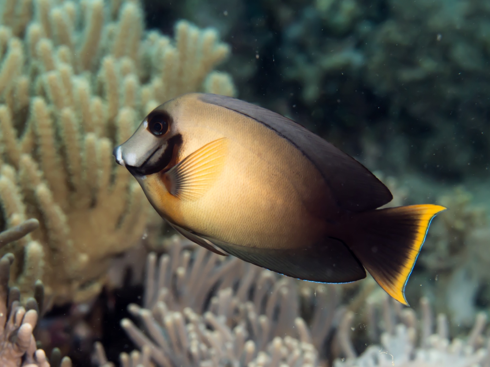 Photo of Mimic Surgeonfish (Acanthurus pyroferus)