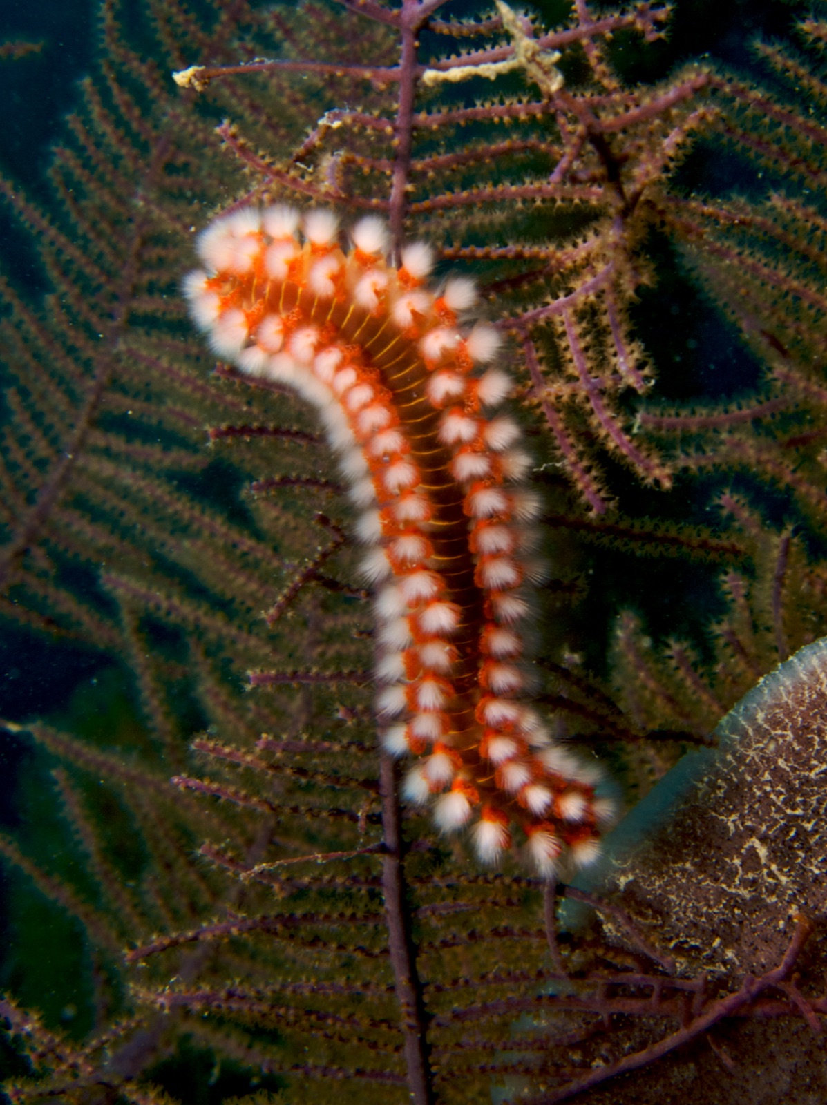 Photo of Bearded fireworm (Hermodice carunculata)