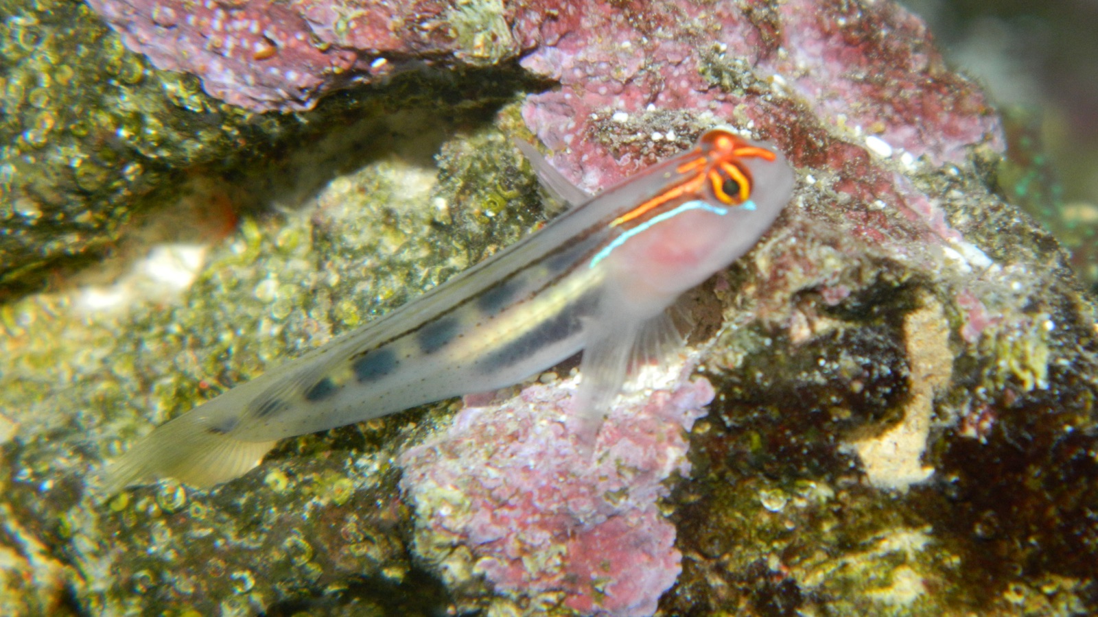 Photo de Goby nettoyeur redhead (Elacatinus puncticulatus)