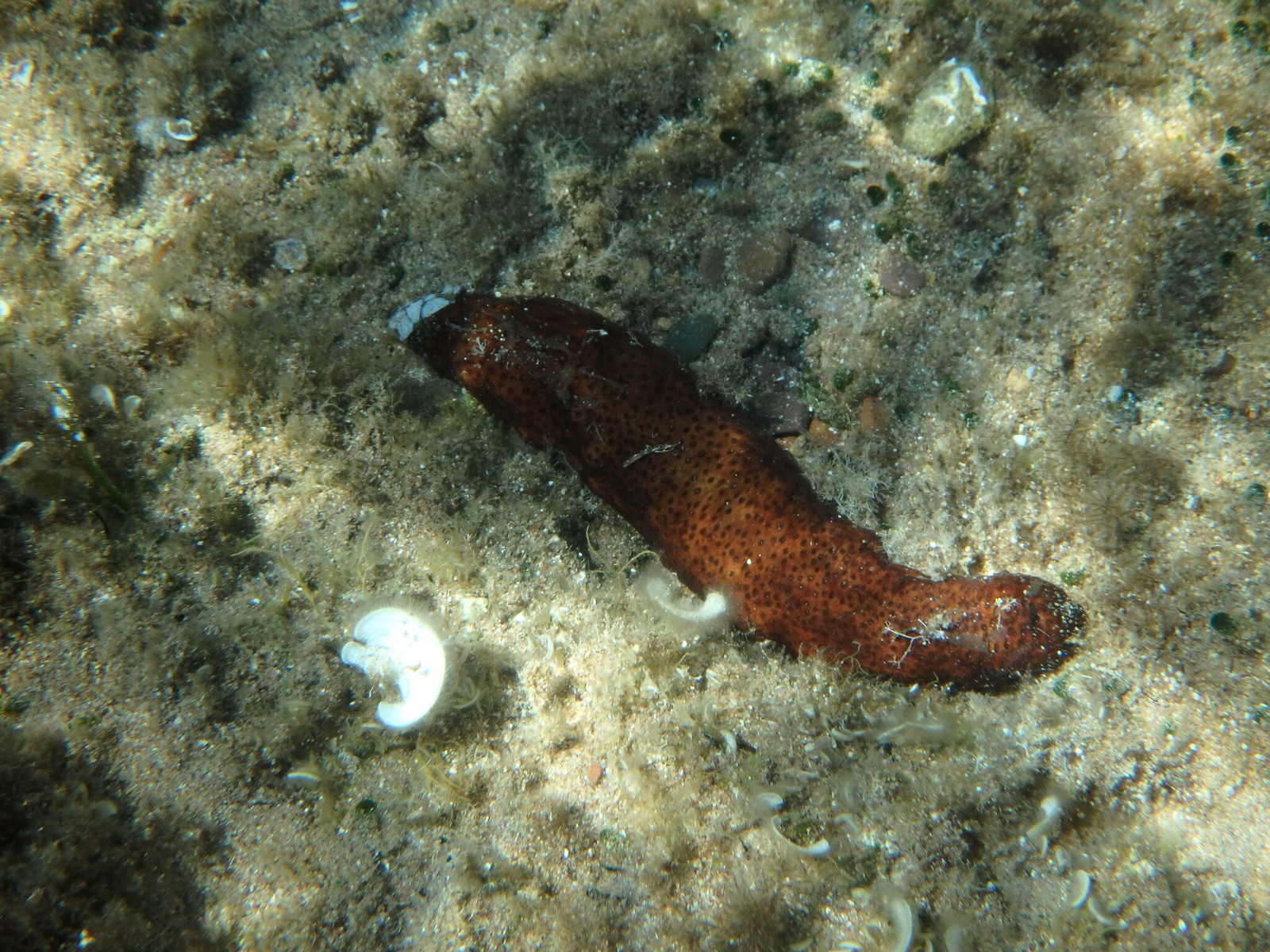 Photo of Poli's sea cucumber (Holothuria poli)