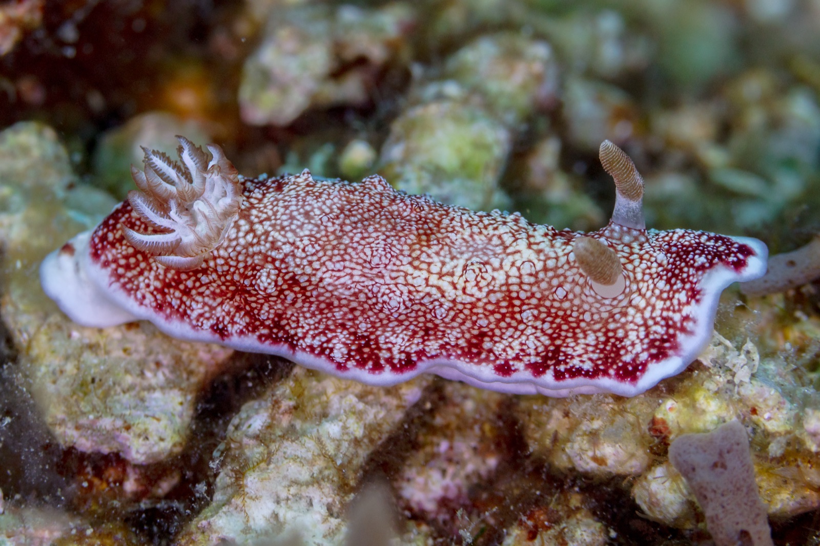 Photo of Reticulated goniobranchus (Goniobranchus reticulatus)