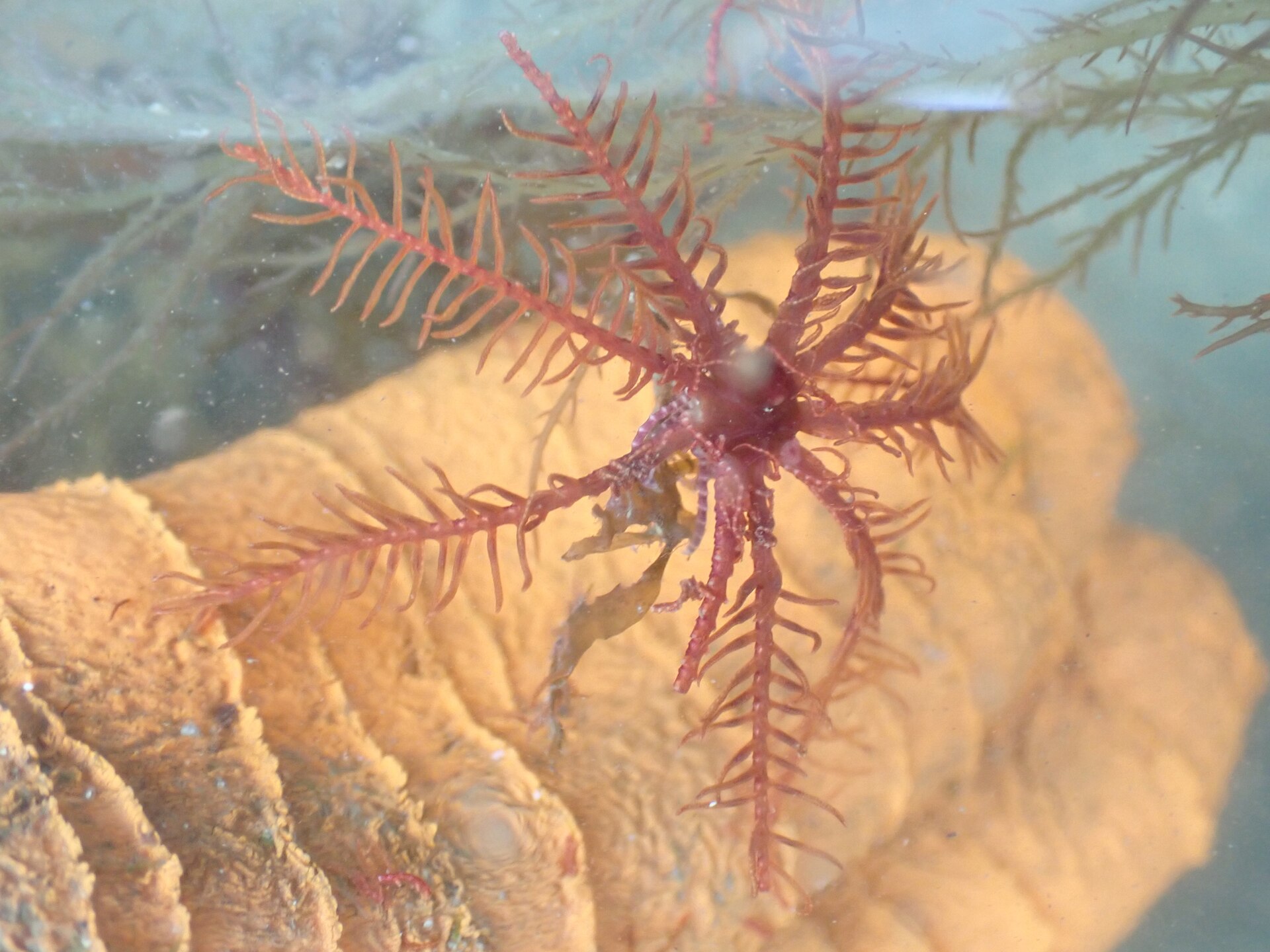 Photo of Rosy feather star (Antedon bifida)