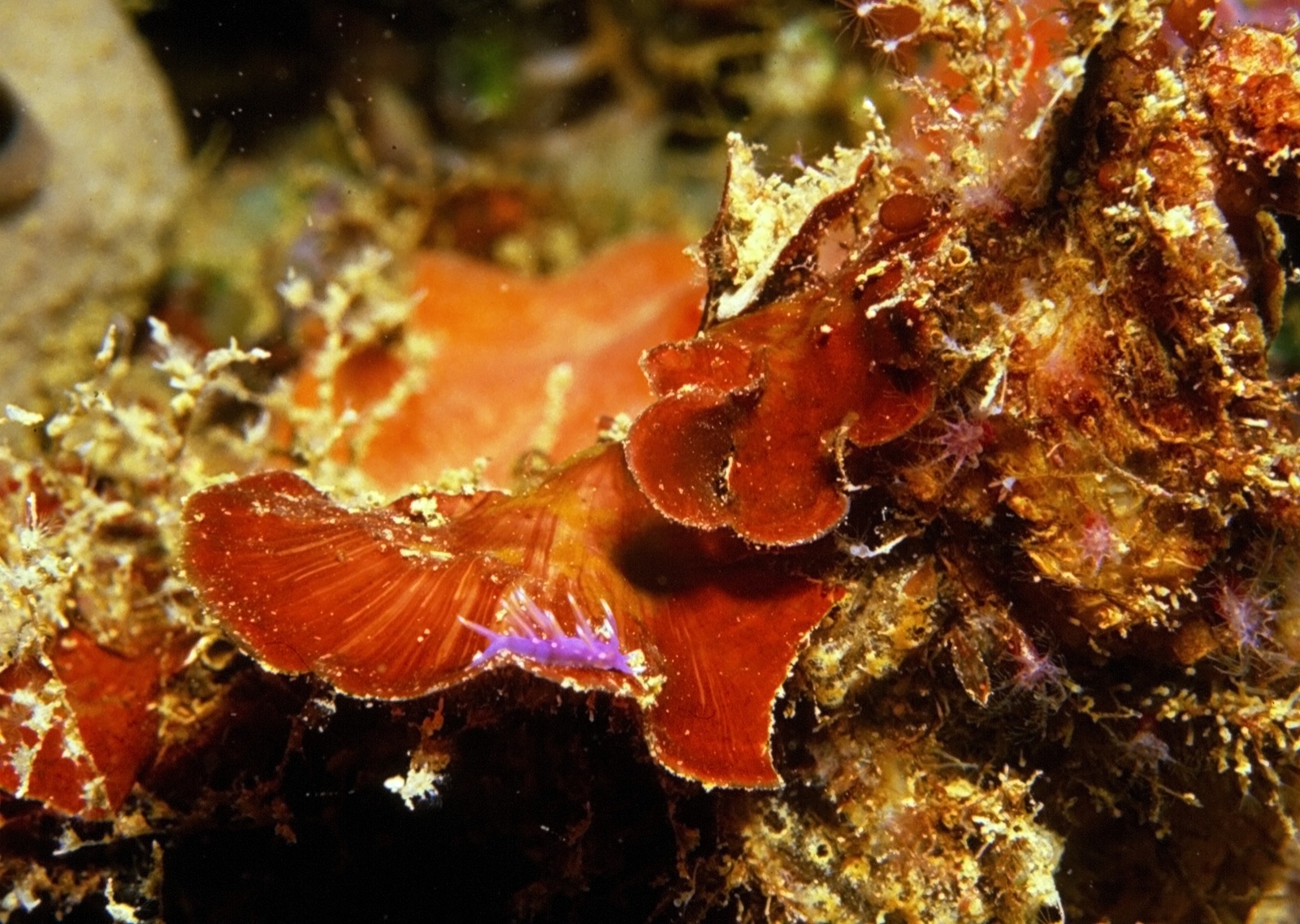 Photo of Peyssonnelia (Peyssonnelia squamaria)