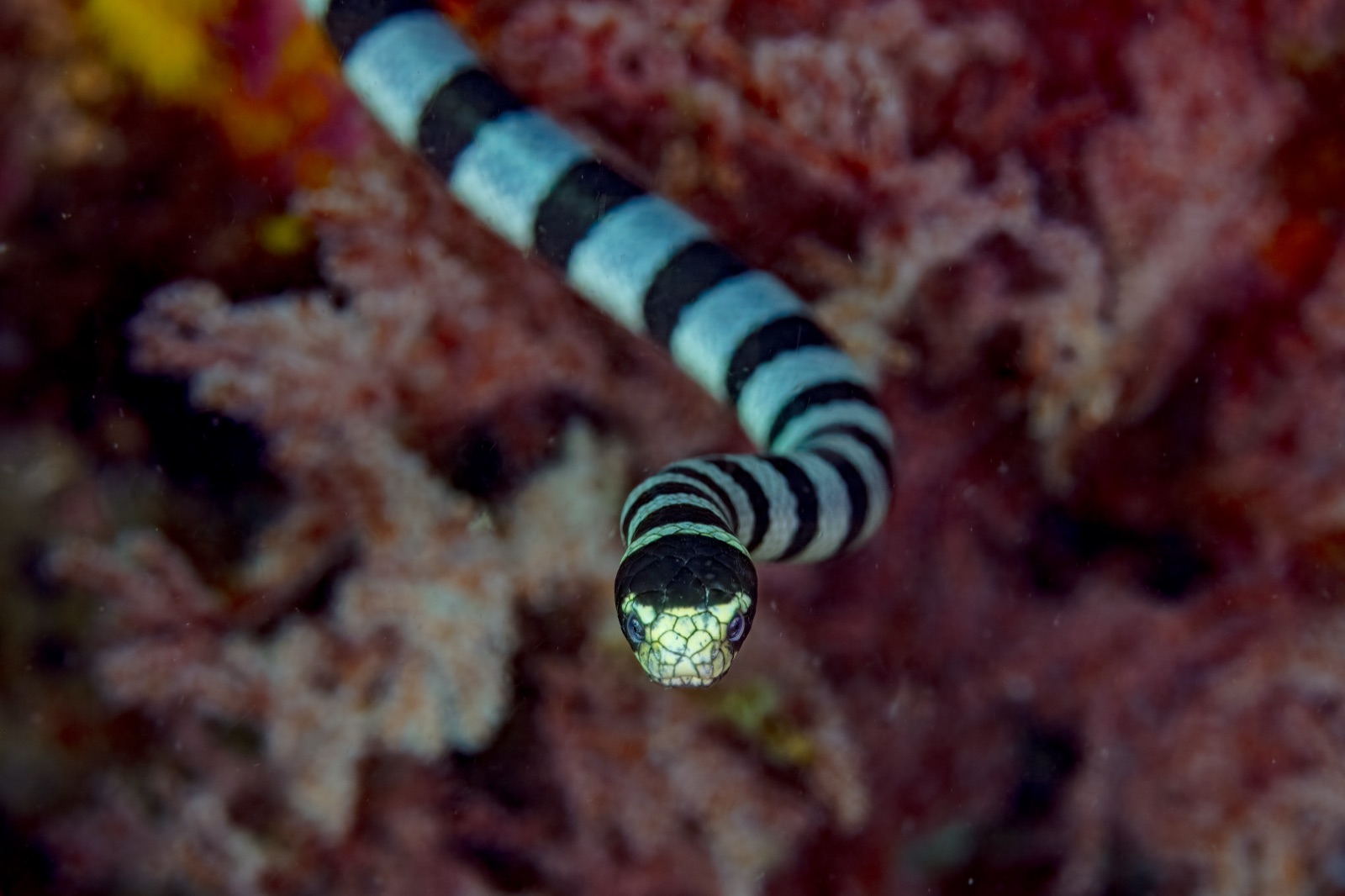 Photo of Banded sea krait (Laticauda colubrina)