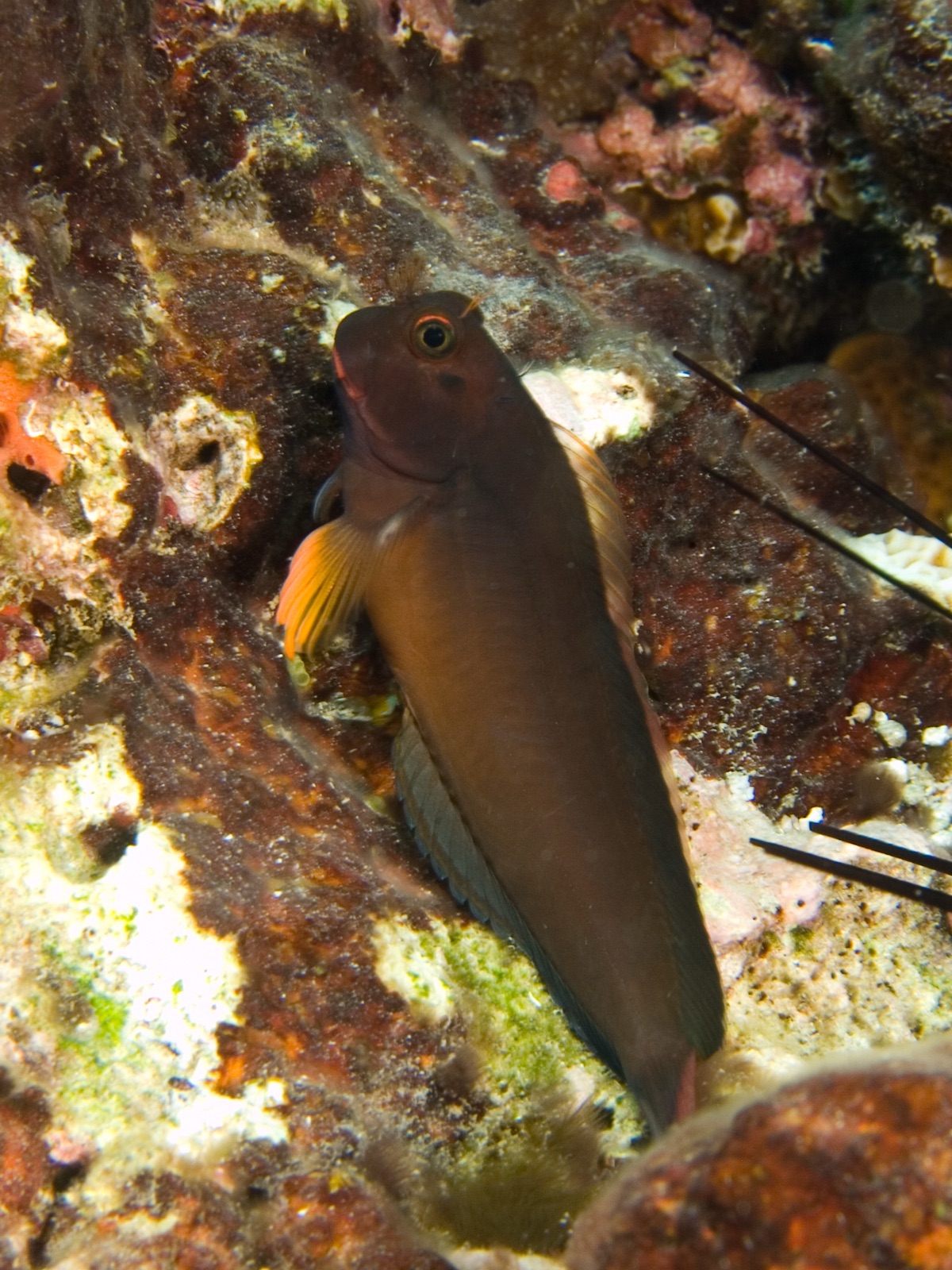 Photo of Redlip blenny (Ophioblennius macclurei)