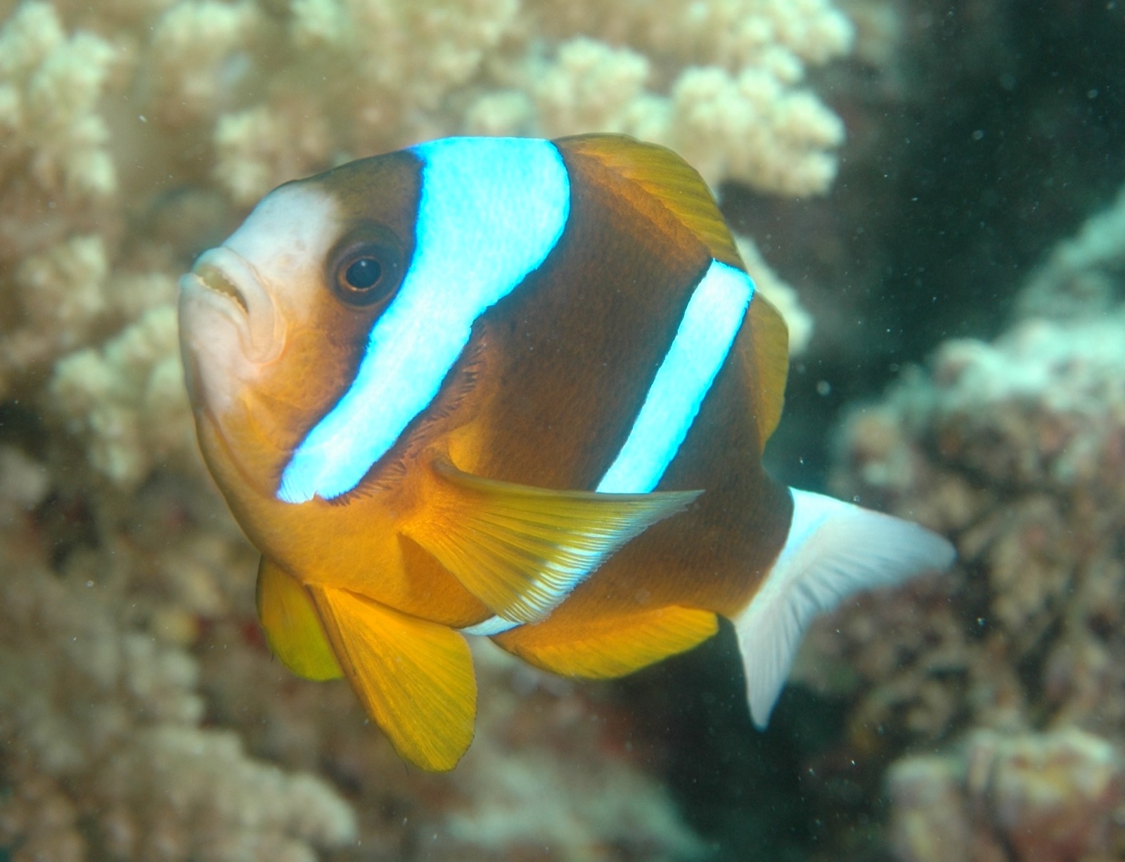 Photo of Barrier Reef Clownfish (Amphiprion akindynos)