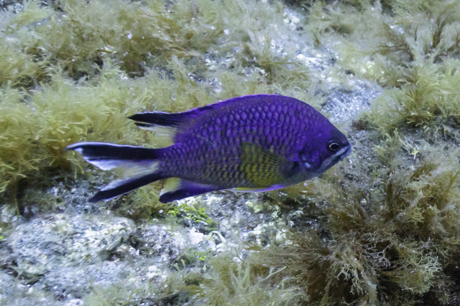 Photo of Azores chromis (Chromis limbata)