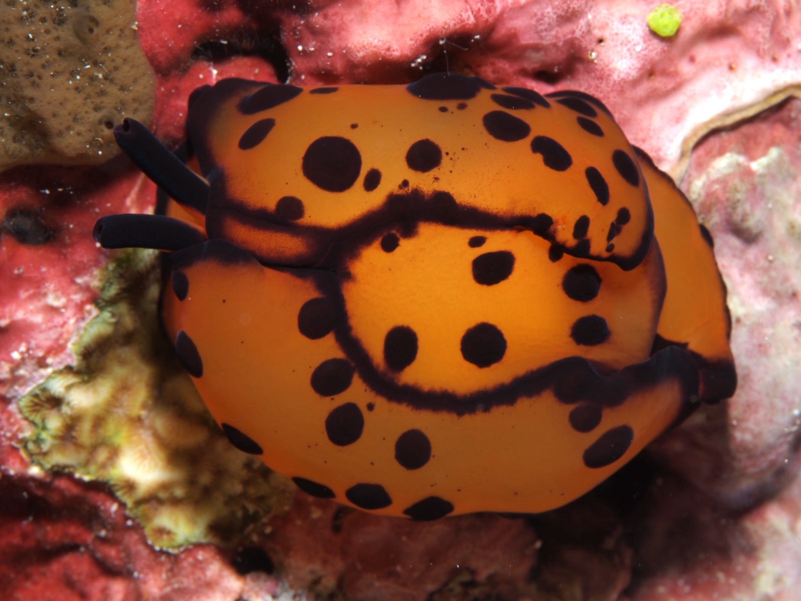 Foto de Berthella de Martens (Berthella martensi)