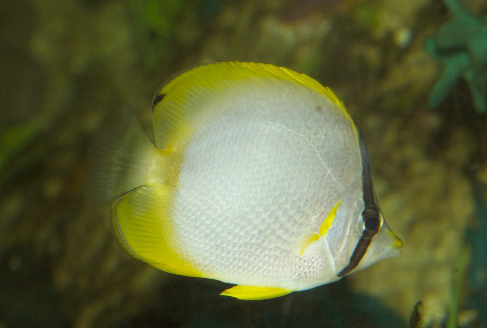 Photo de Poisson-papillon à ocelle (Chaetodon ocellatus)