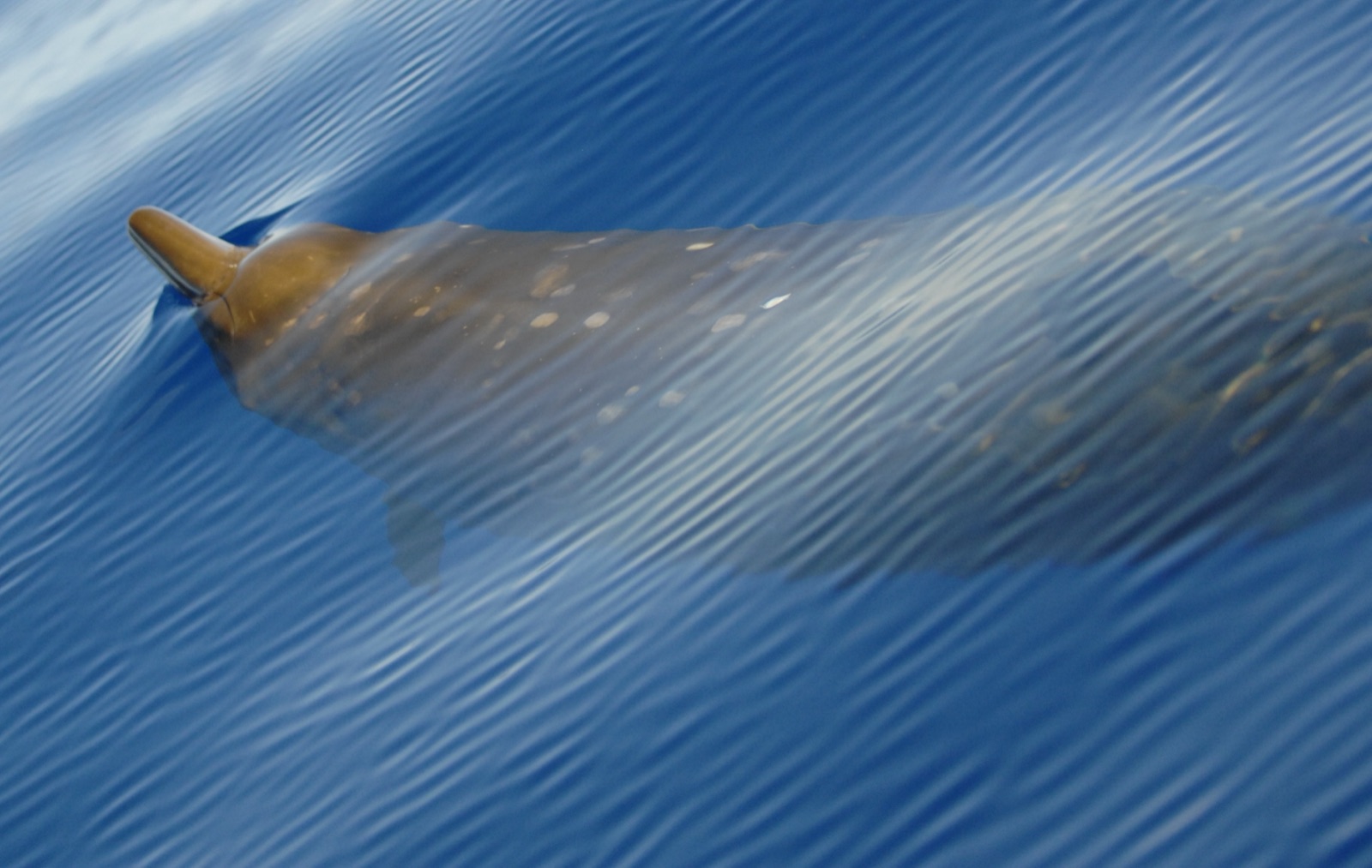 Photo of Blainville's Beaked Whale (Mesoplodon densirostris)