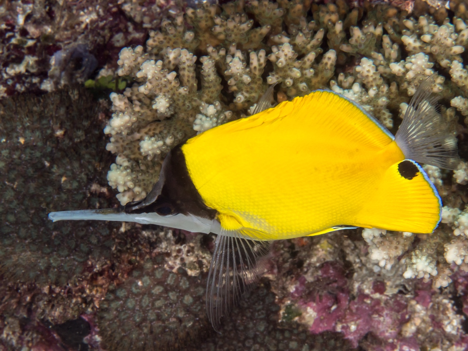 Photo of Longnose Butterflyfish (Forcipiger longirostris)
