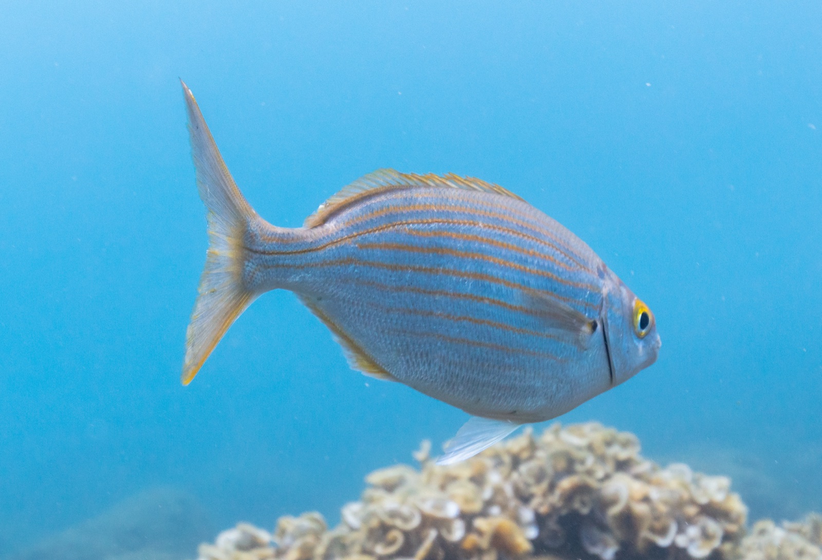 Photo de Saupe (Sarpa salpa)