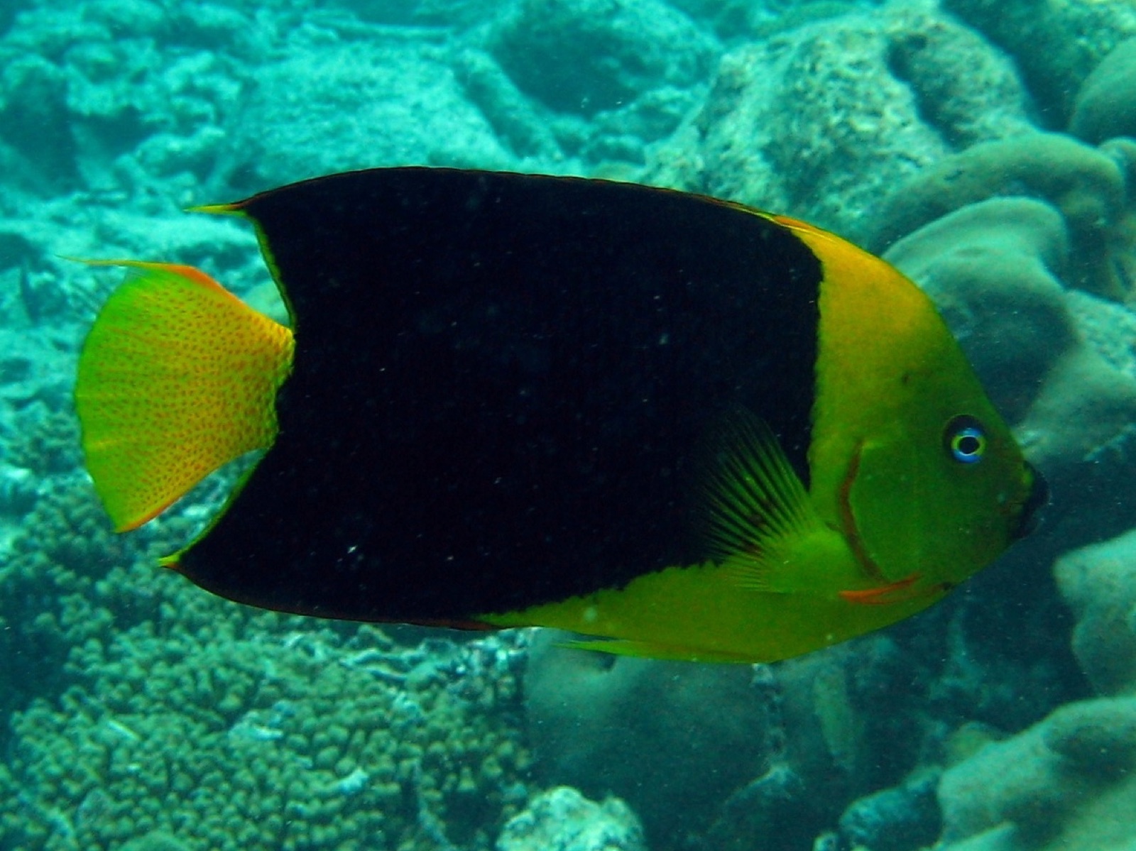 Photo of Rock beauty (Holacanthus tricolor)