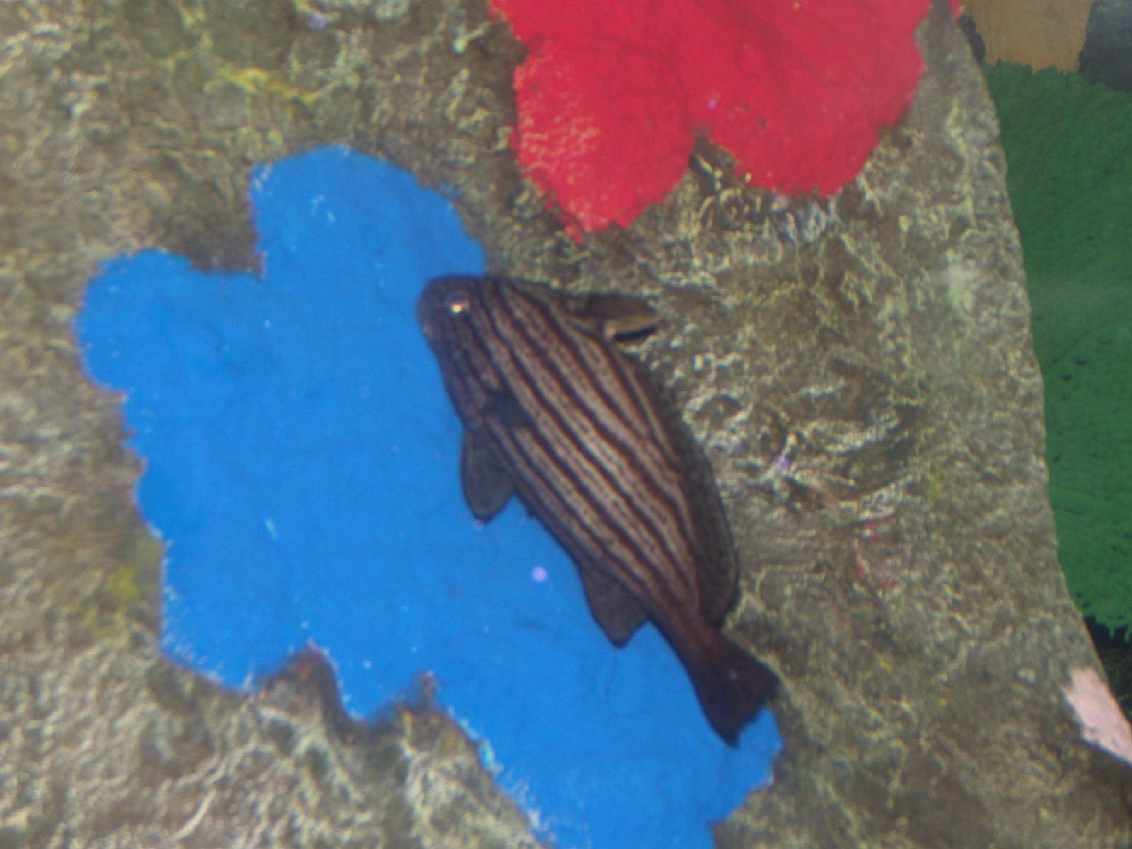 Photo de Cubbyu des herbiers (Pareques umbrosus)