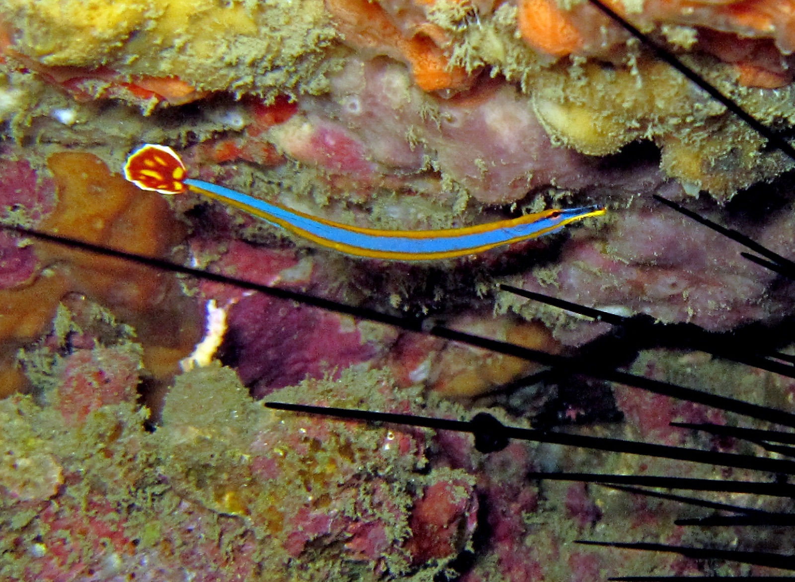 Foto de Pez pipa llama (Doryrhamphus excisus)