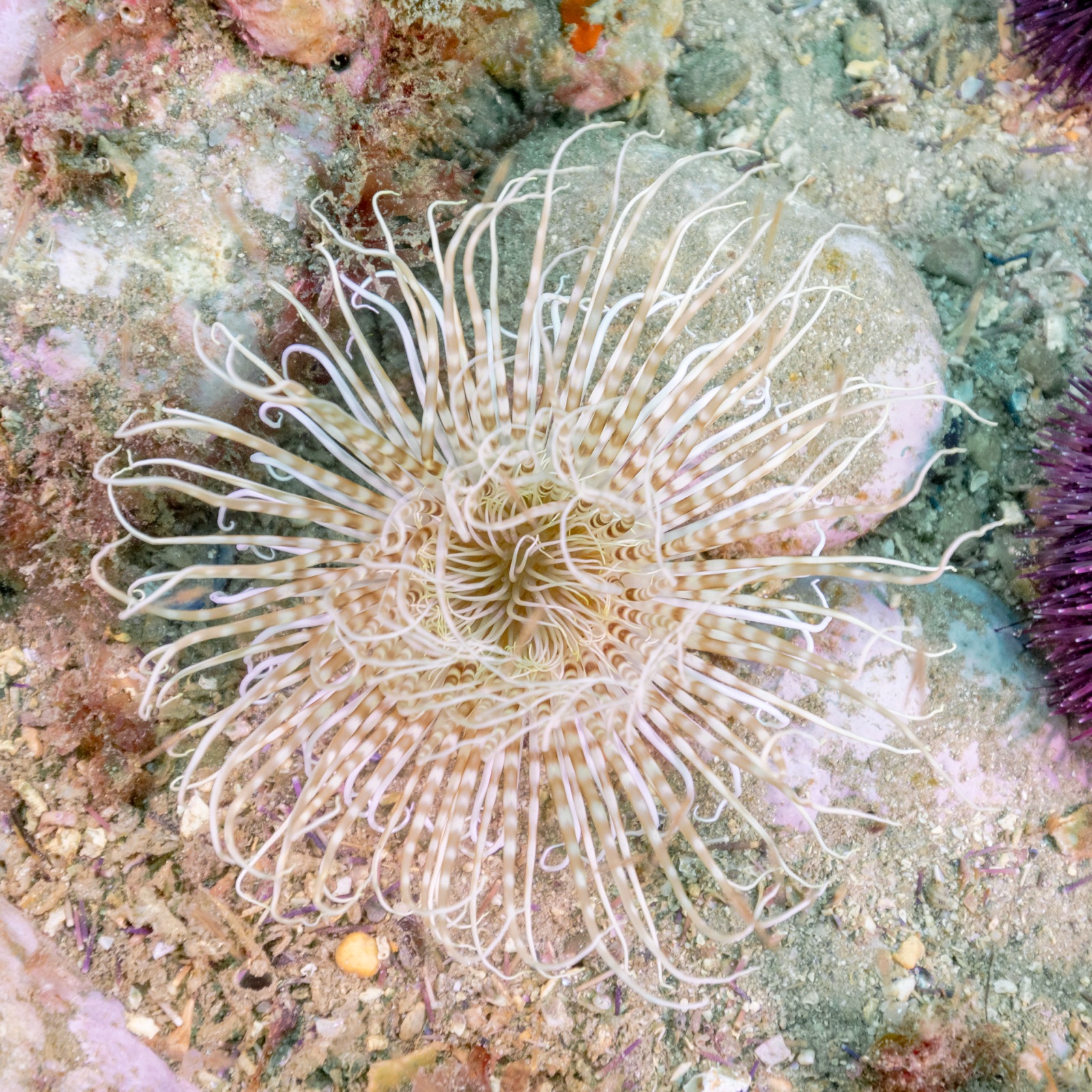 Photo of Mediterranean cerianthid (Cerianthus membranaceus)