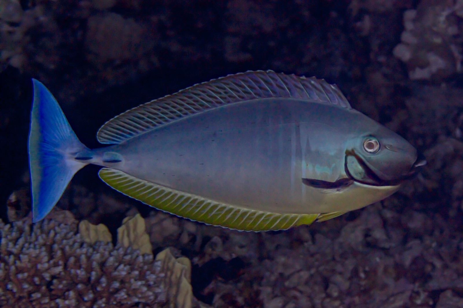Foto de Pez unicornio dentado (Naso hexacanthus)