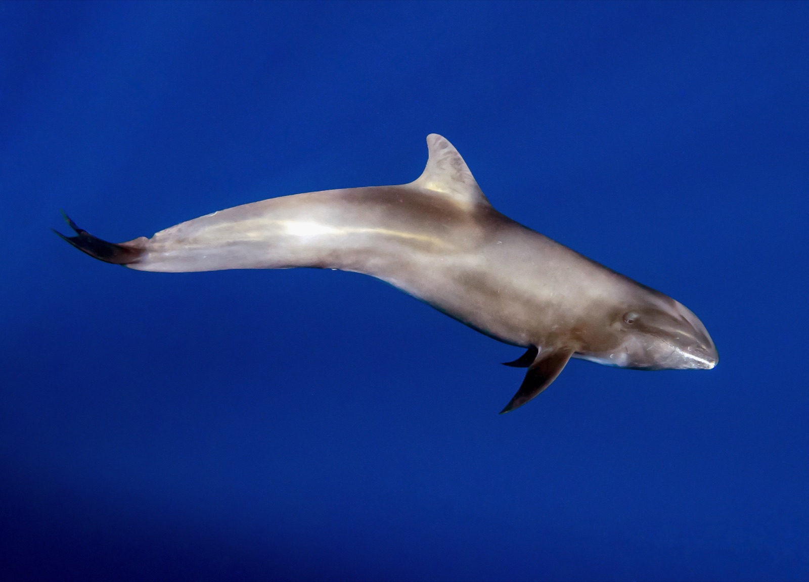 Photo of Melon-Headed Whale (Peponocephala electra)