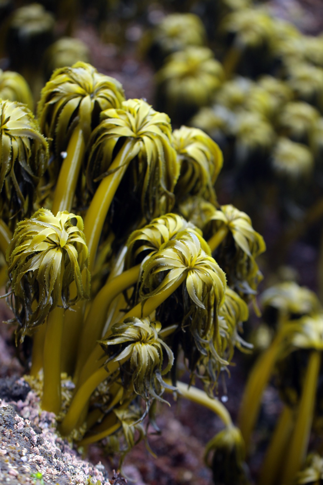 Photo of Sea Palm (Postelsia palmaeformis)