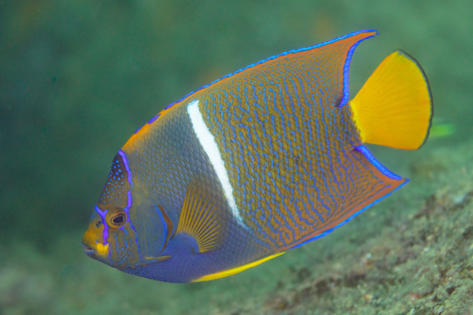 Foto de Angel real (Holacanthus passer)