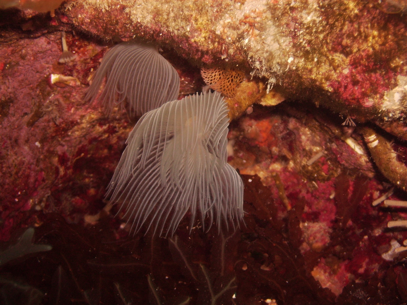 Photo of Pink fanworm (Protula tubularia)
