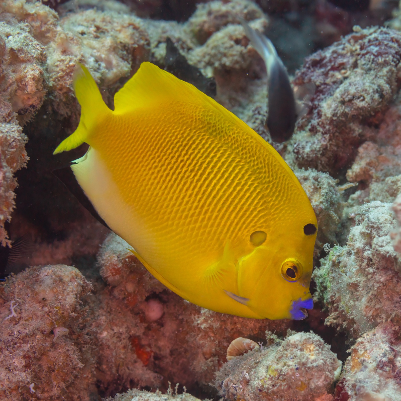 Photo of Threespot Angelfish (Apolemichthys trimaculatus)