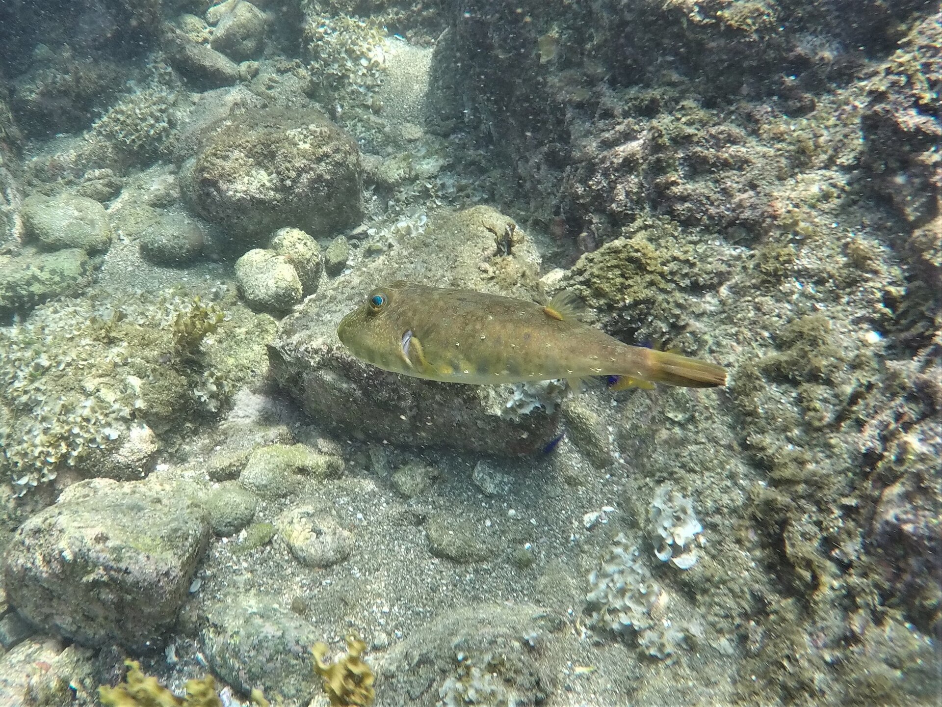 Photo of Longnose puffer (Sphoeroides lobatus)