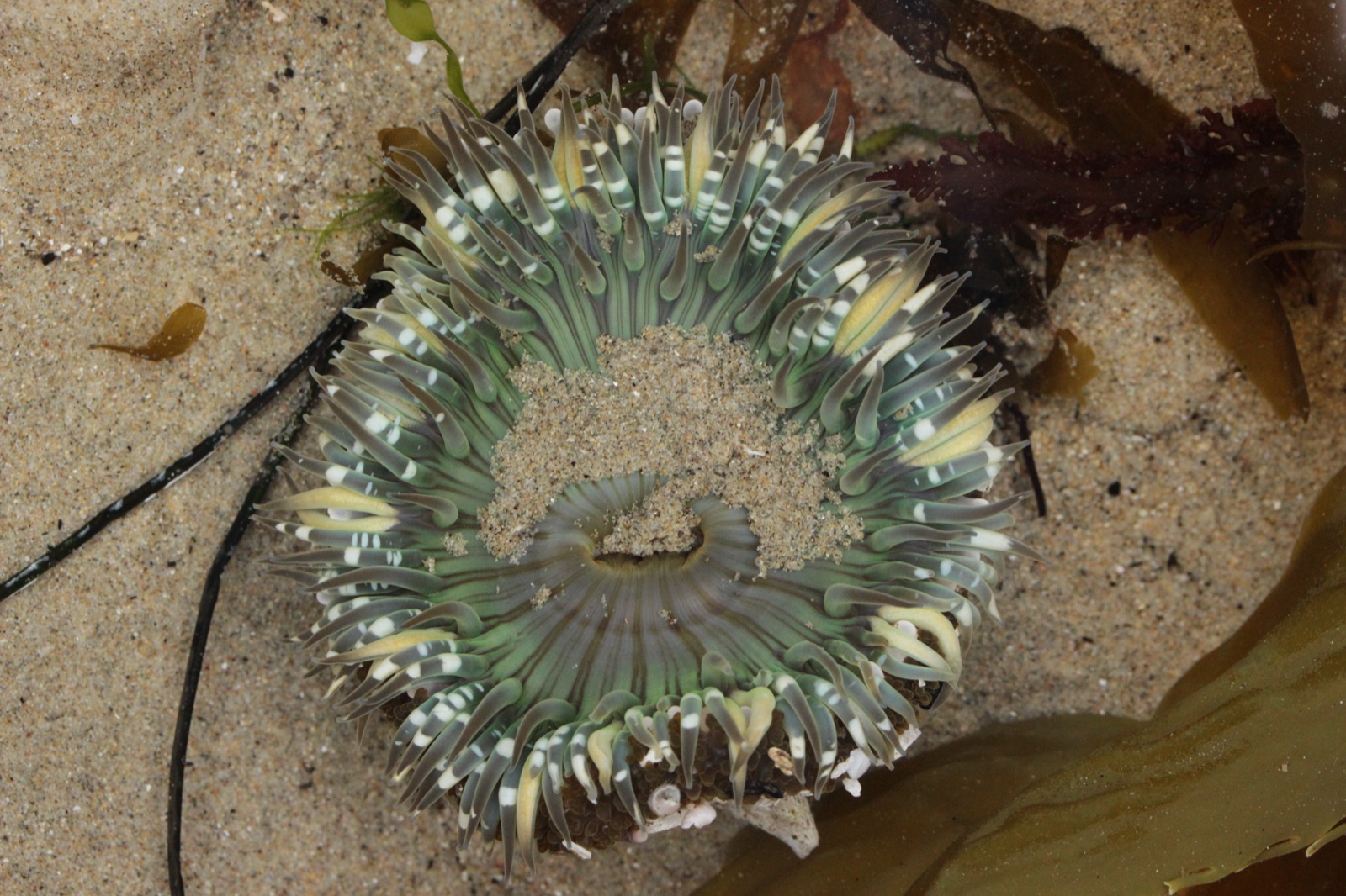 Photo of Solitary California anemone (Anthopleura sola)