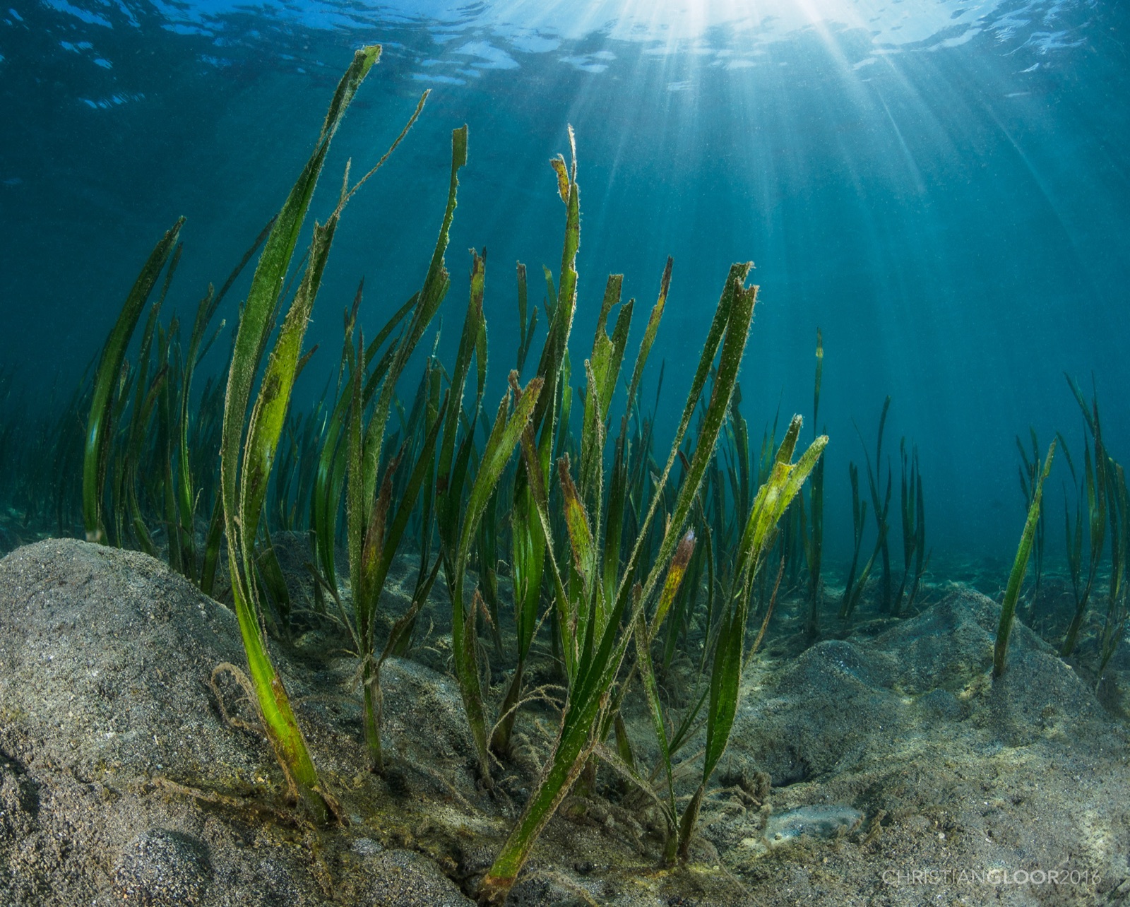 Photo of Spoon Seagrass (Enhalus acoroides)