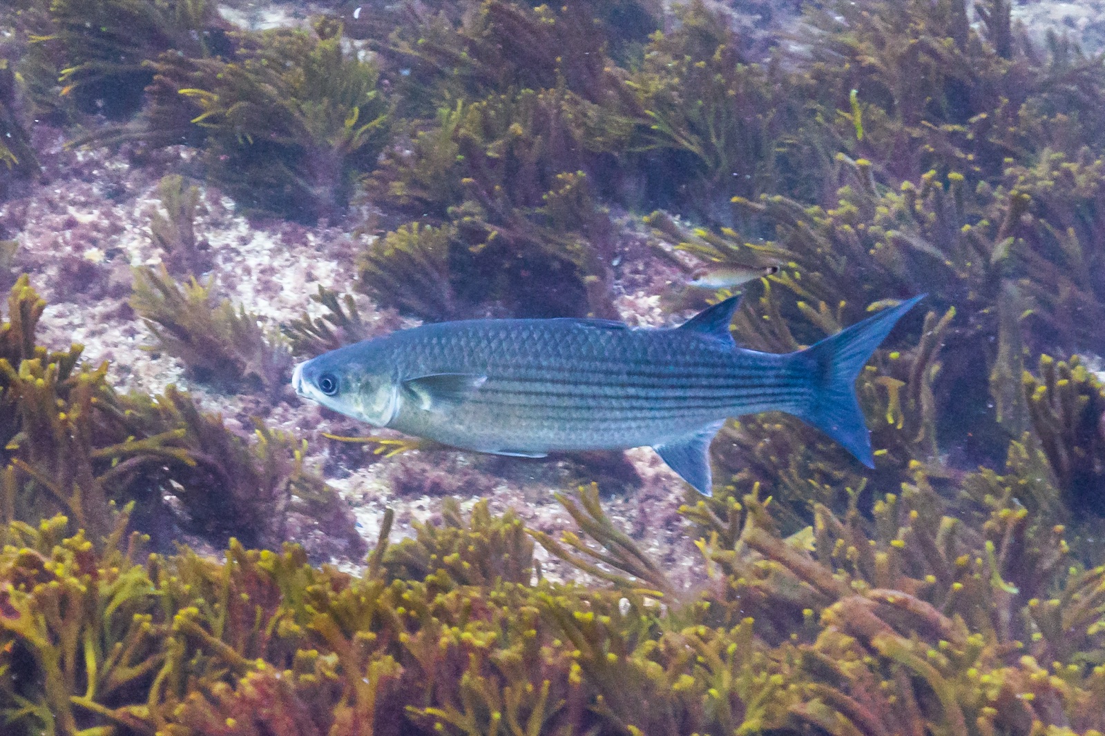 Photo de Mulet doré (Chelon auratus)