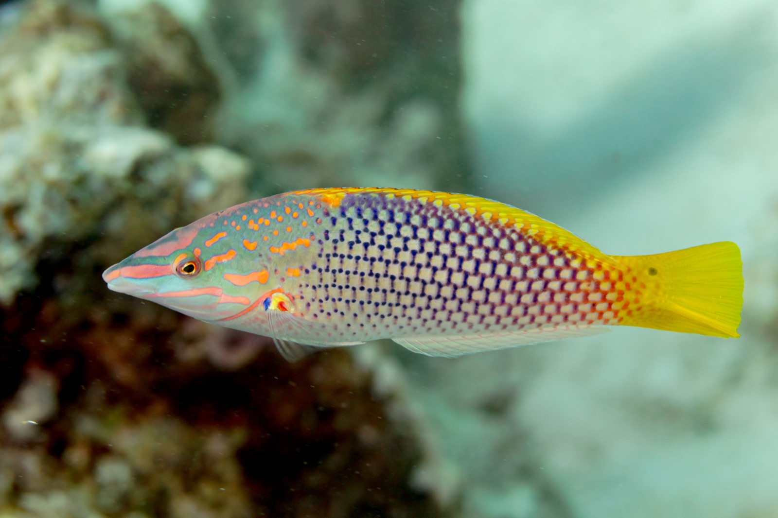 Photo of Ornate Wrasse (Halichoeres hortulanus)