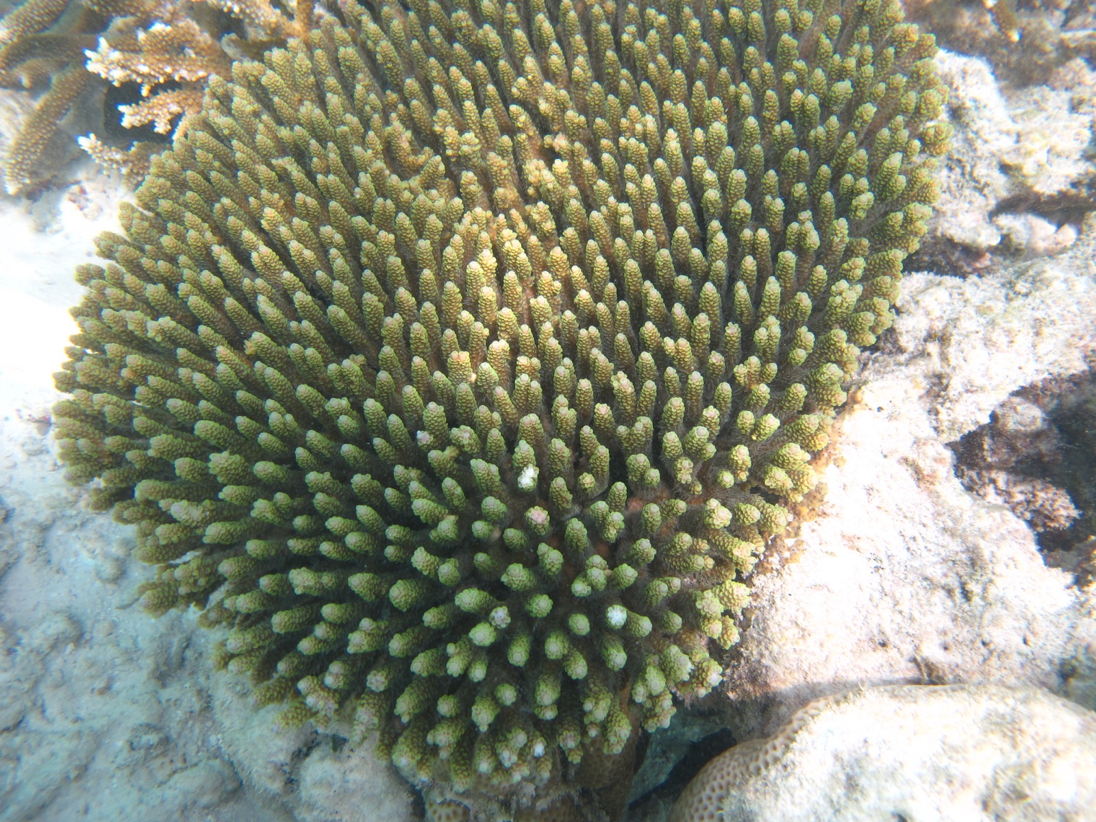 Photo of Staghorn-like coral (Acropora millepora)