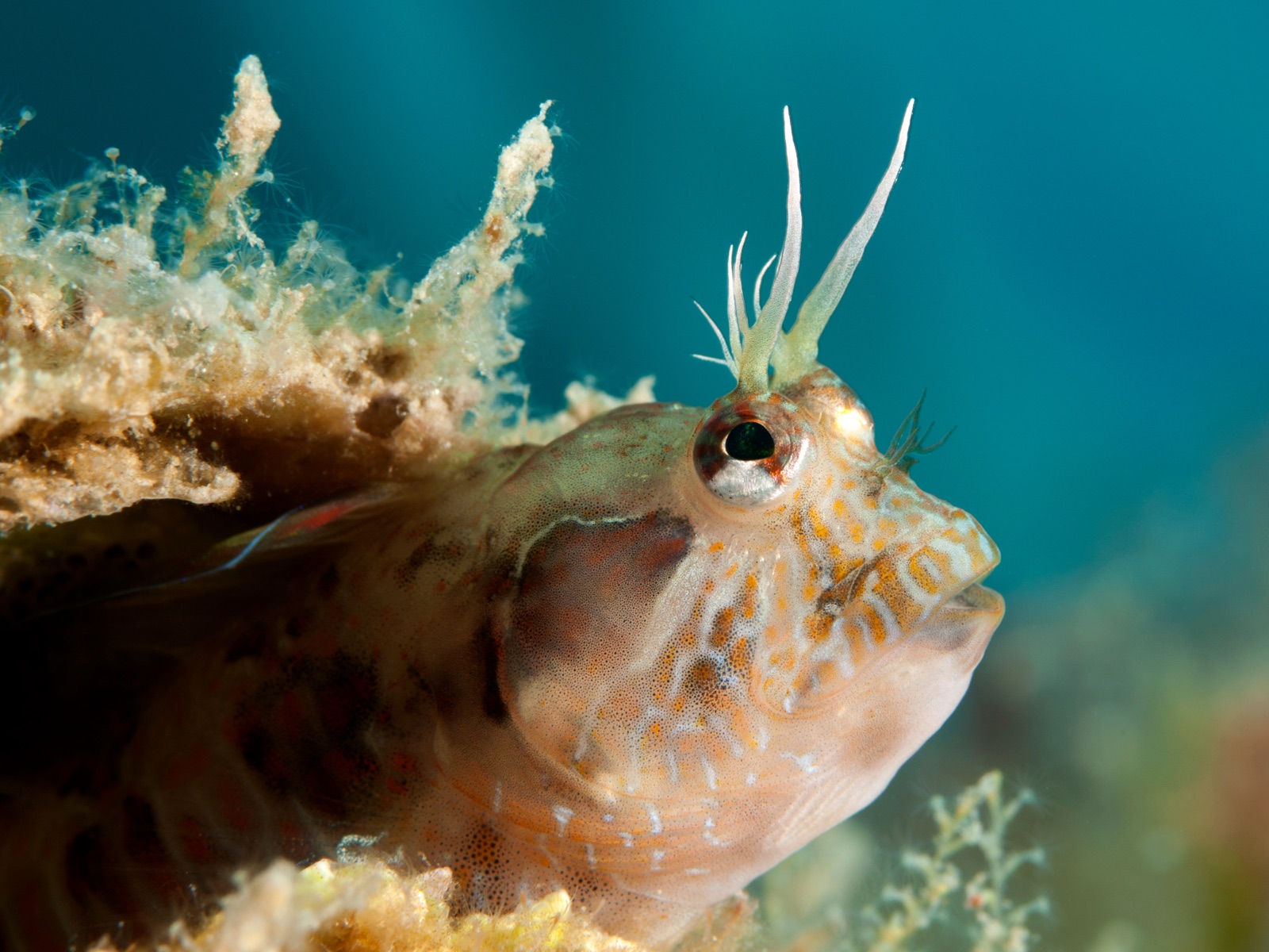 Photo de Blennie de Roux (Parablennius rouxi)
