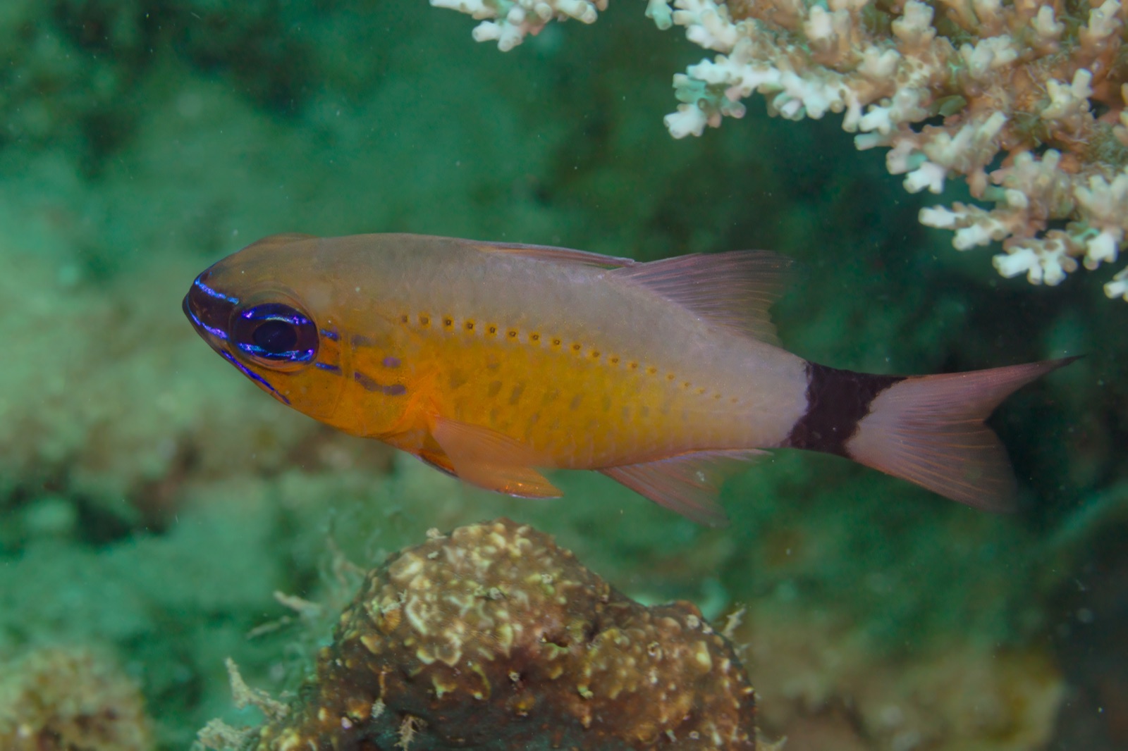 Foto de Cardenal dorado (Ostorhinchus aureus)