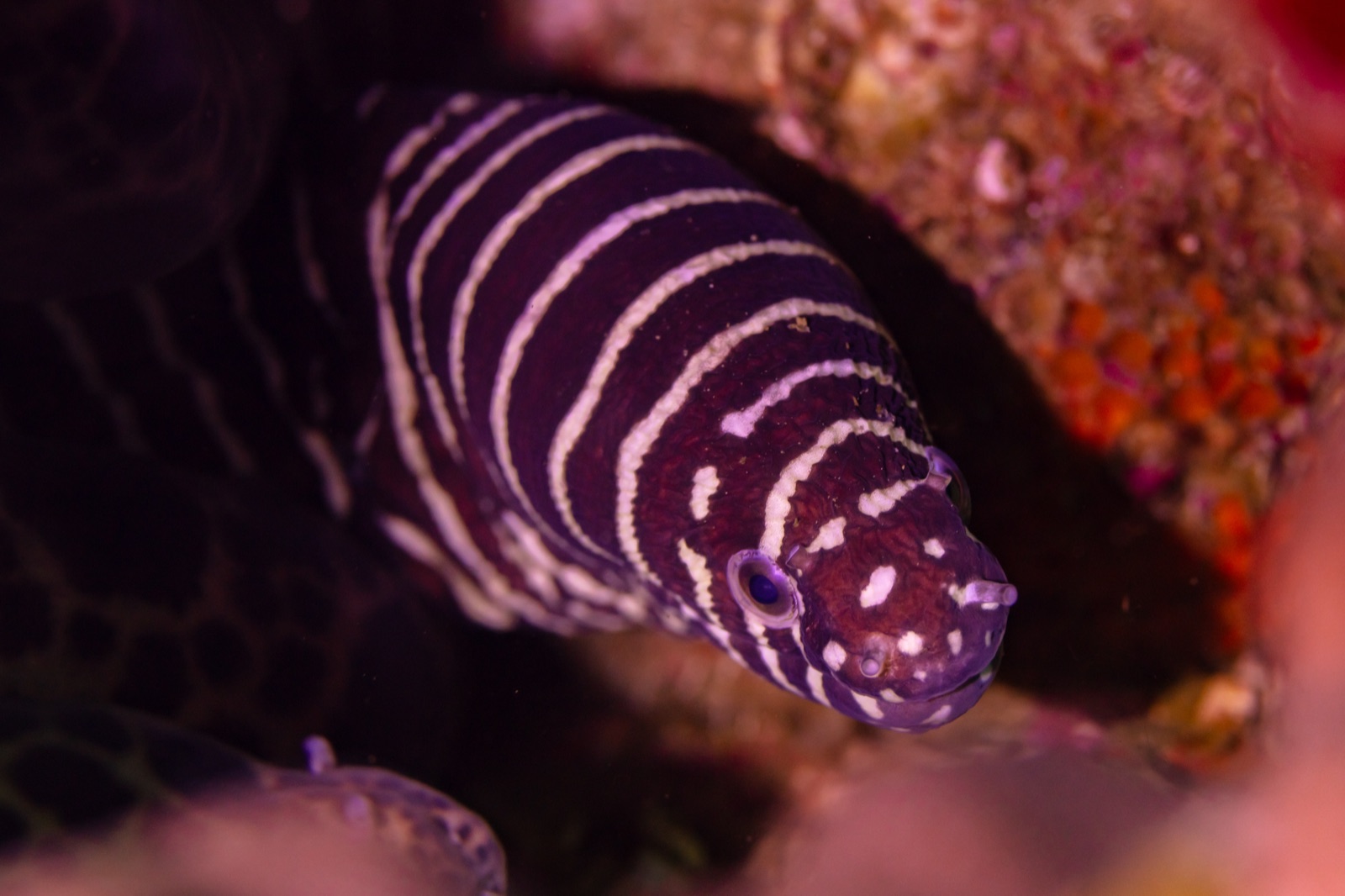 Photo of Zebra moray (Gymnomuraena zebra)