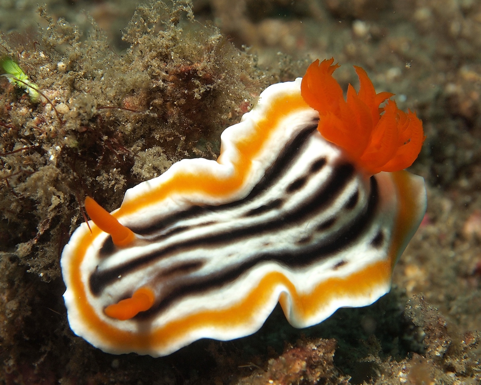 Photo of Magnificent chromodoris (Chromodoris magnifica)