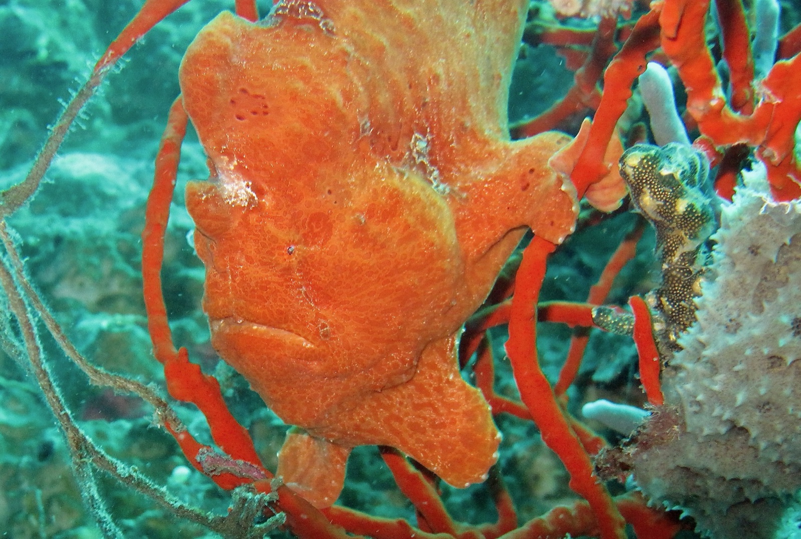 Photo of Commerson's frogfish (Antennarius commerson)