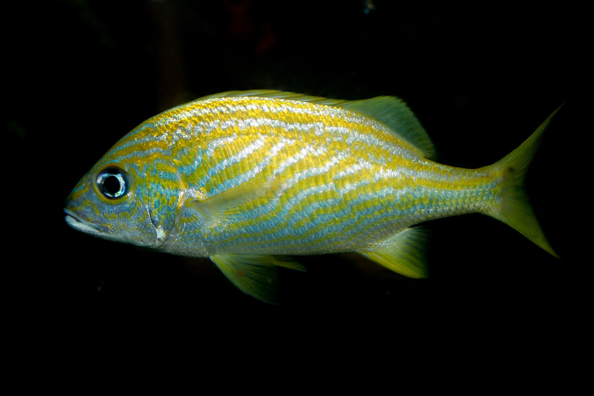 Photo of French grunt (Haemulon flavolineatum)