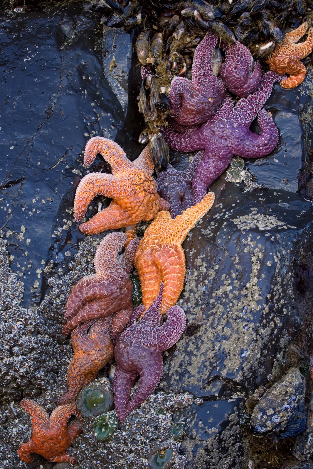 Photo of Ochre sea star (Pisaster ochraceus)