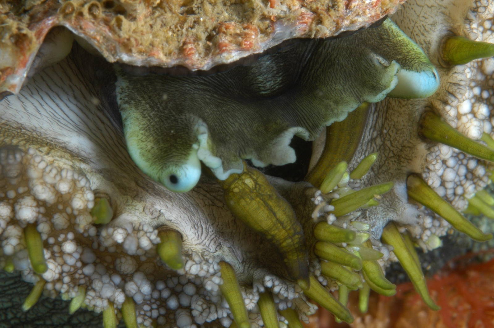 Photo of European abalone (Haliotis tuberculata)