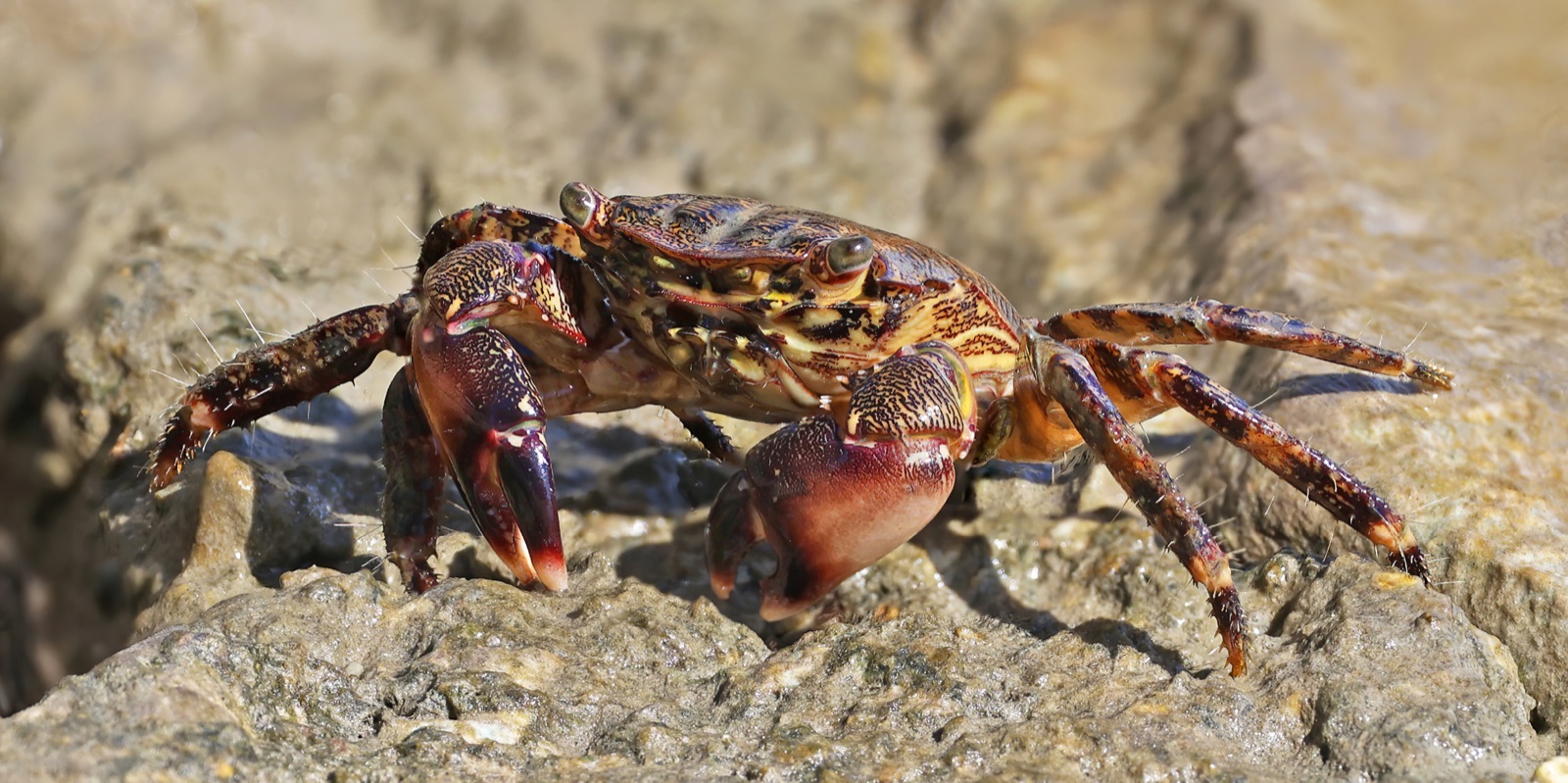 Photo of Marbled rock crab (Pachygrapsus marmoratus)