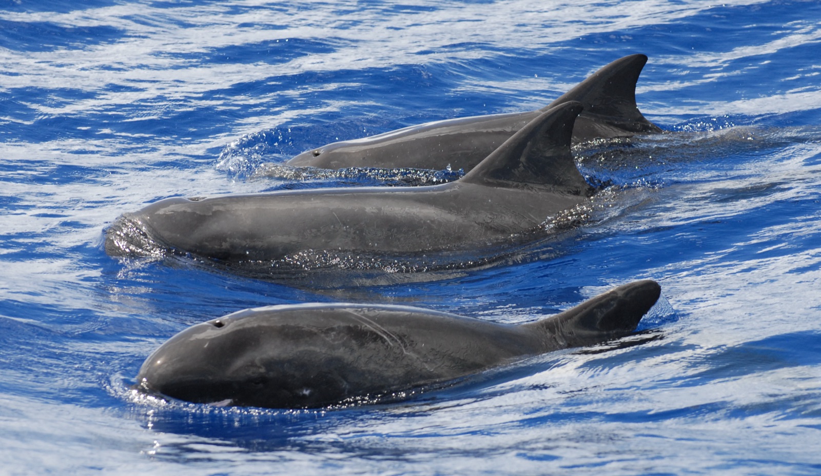 Photo of Pygmy Killer Whale (Feresa attenuata)